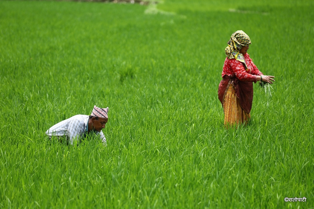 धान बालीमा रोगको सङ्क्रमण फैलिएपछि किसान चिन्तित