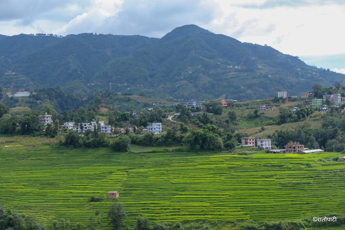 01-Dhan Khet Lalitpur_NPL (1)