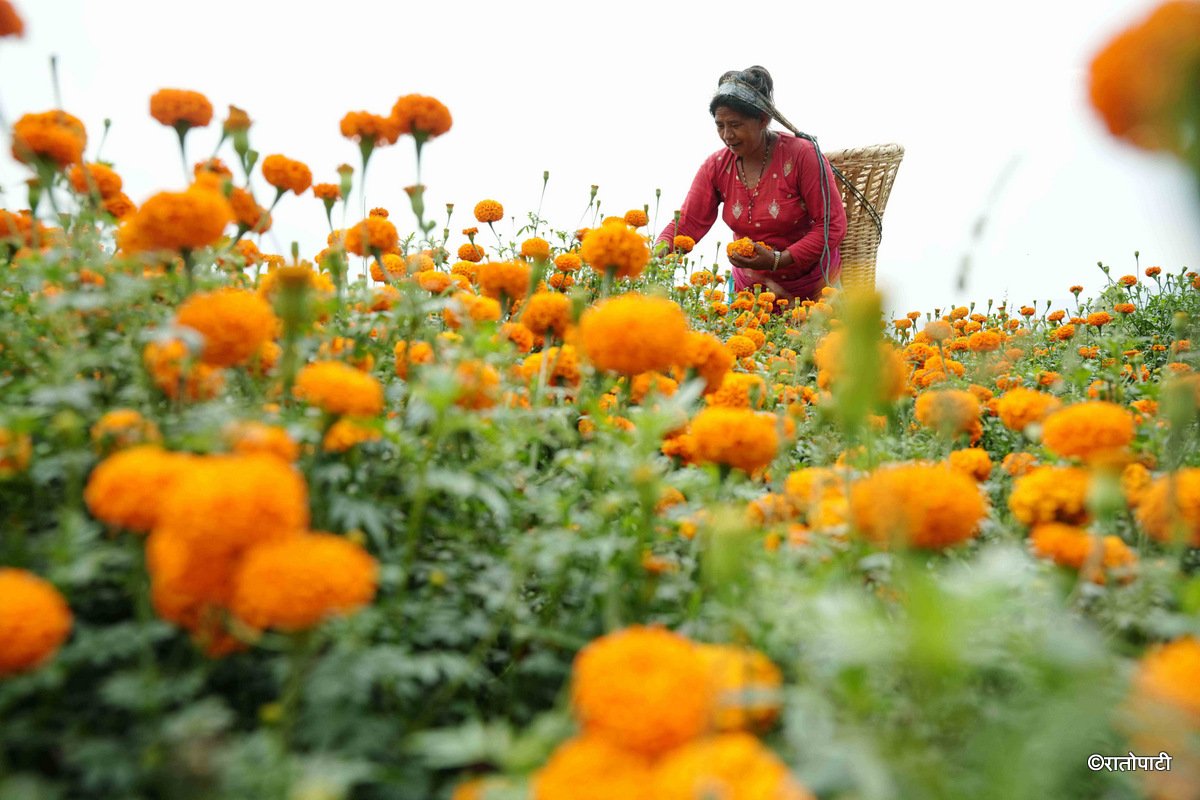 01-Marigold Flower_Dhunibeshi_Dhading_-1514