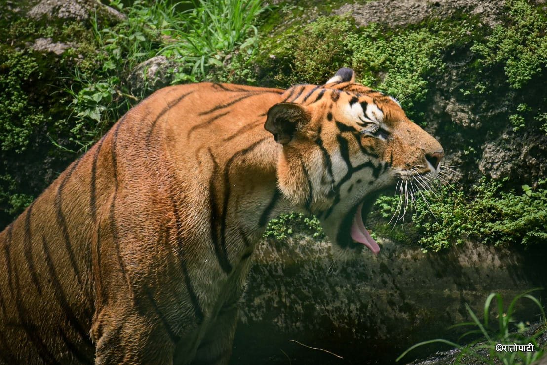01-Tigers at Zoo (1)