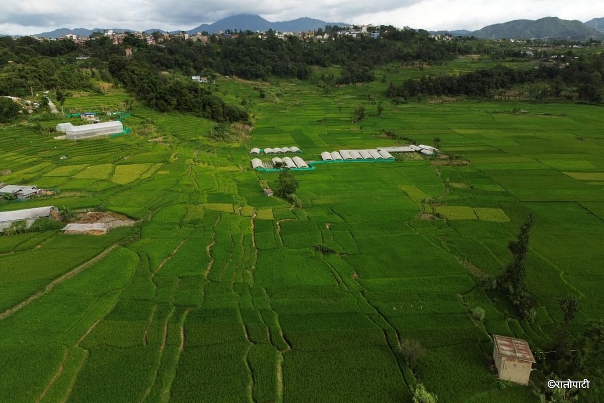 02-Dhan Khet Lalitpur_NPL (2)