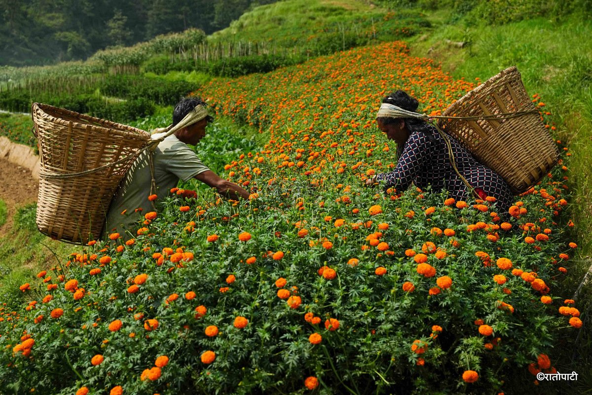 02-Marigold Flower_Dhunibeshi_Dhading_-1526