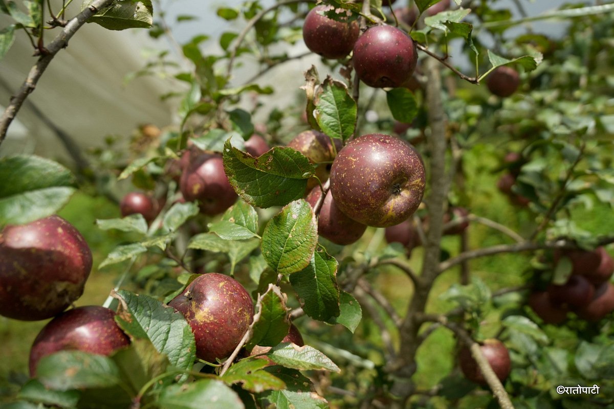 02-Syau Farm_DSC08383