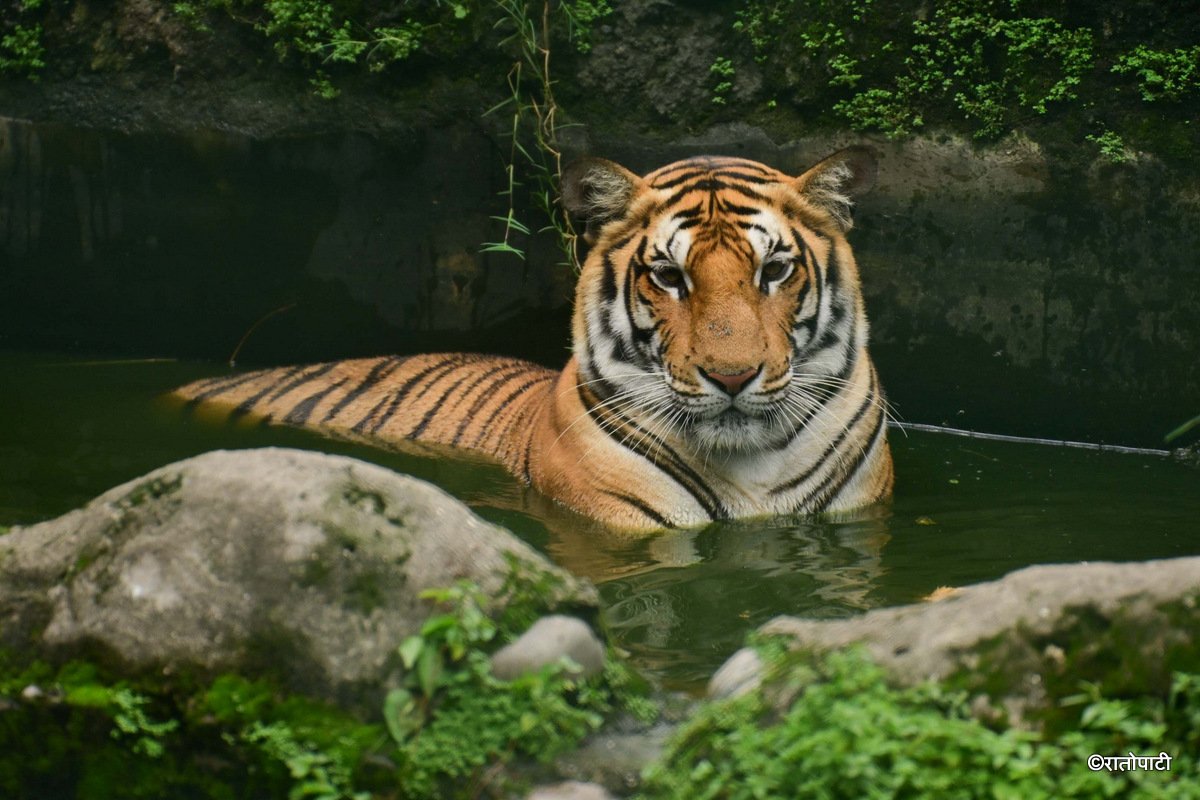 02-Tigers at Zoo (2)