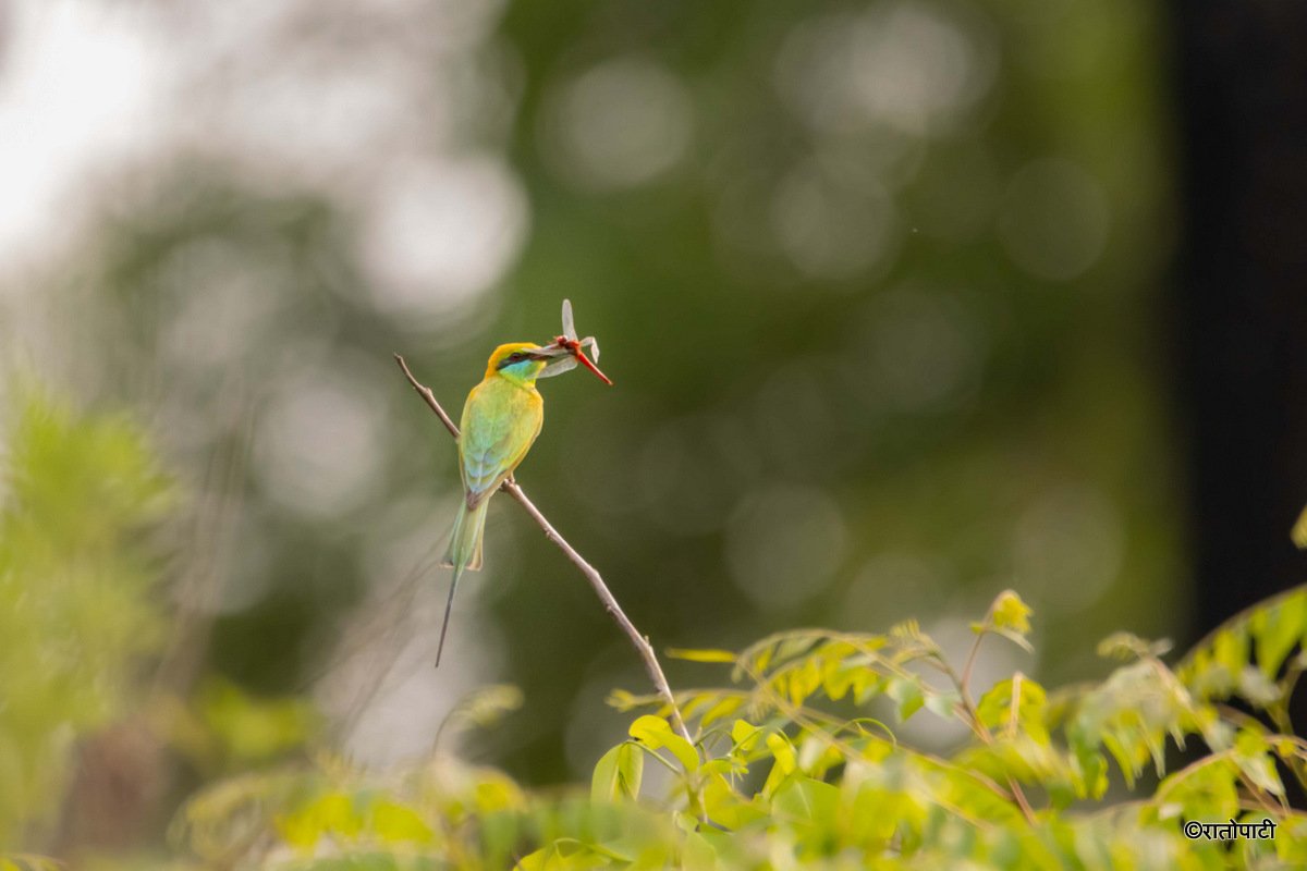 02-Wild Life_Hetauda_-961