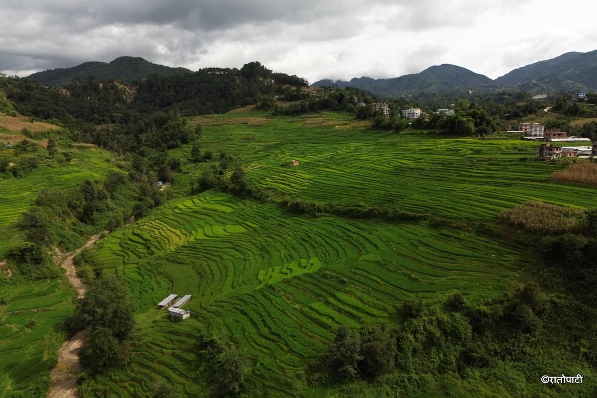 03-Dhan Khet Lalitpur_NPL (4)