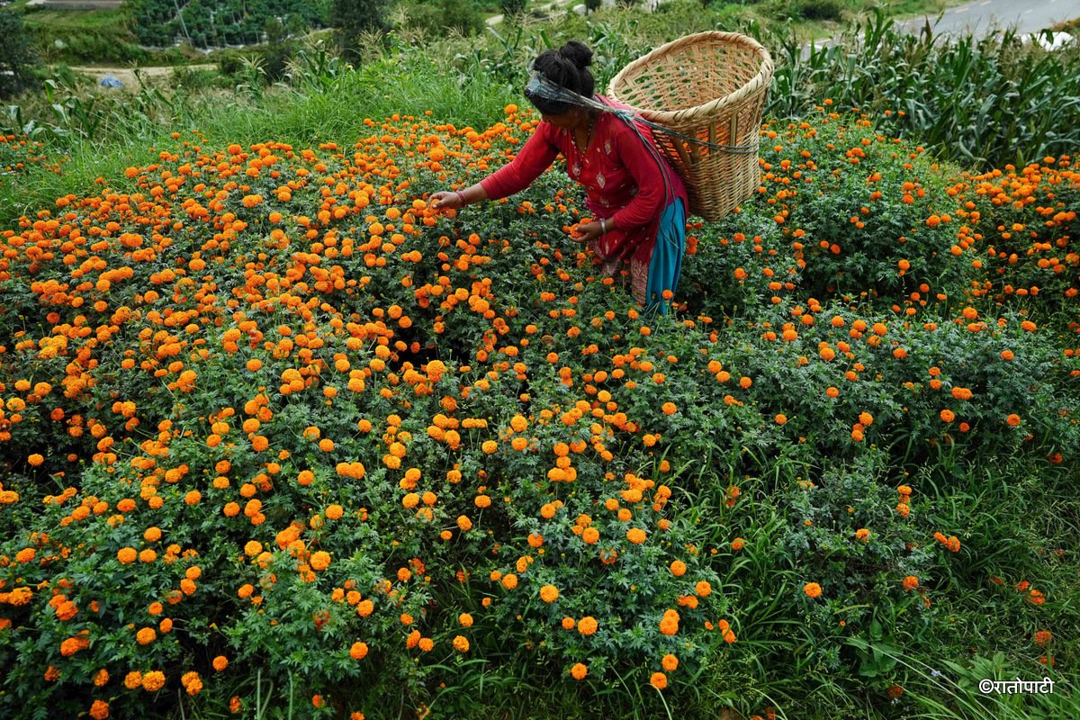 03-Marigold Flower_Dhunibeshi_Dhading_-1512