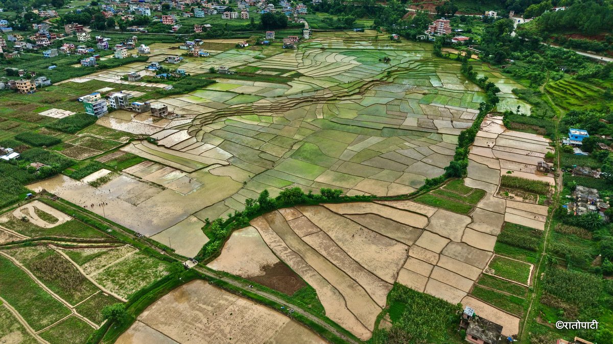 03-Nuwakot Dhading Gagate_Rice field_NPL12