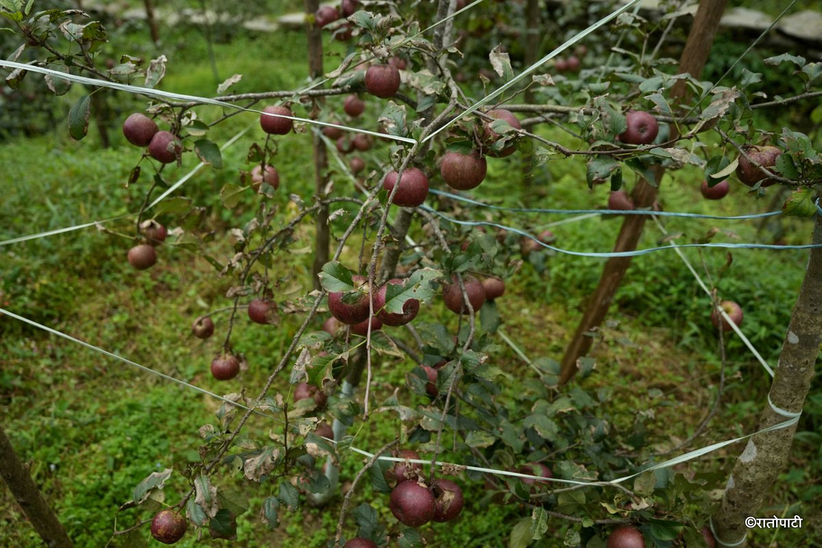 03-Syau Farm_DSC08386