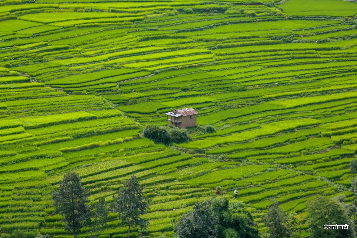 04-Dhan Khet Lalitpur_NPL (5)