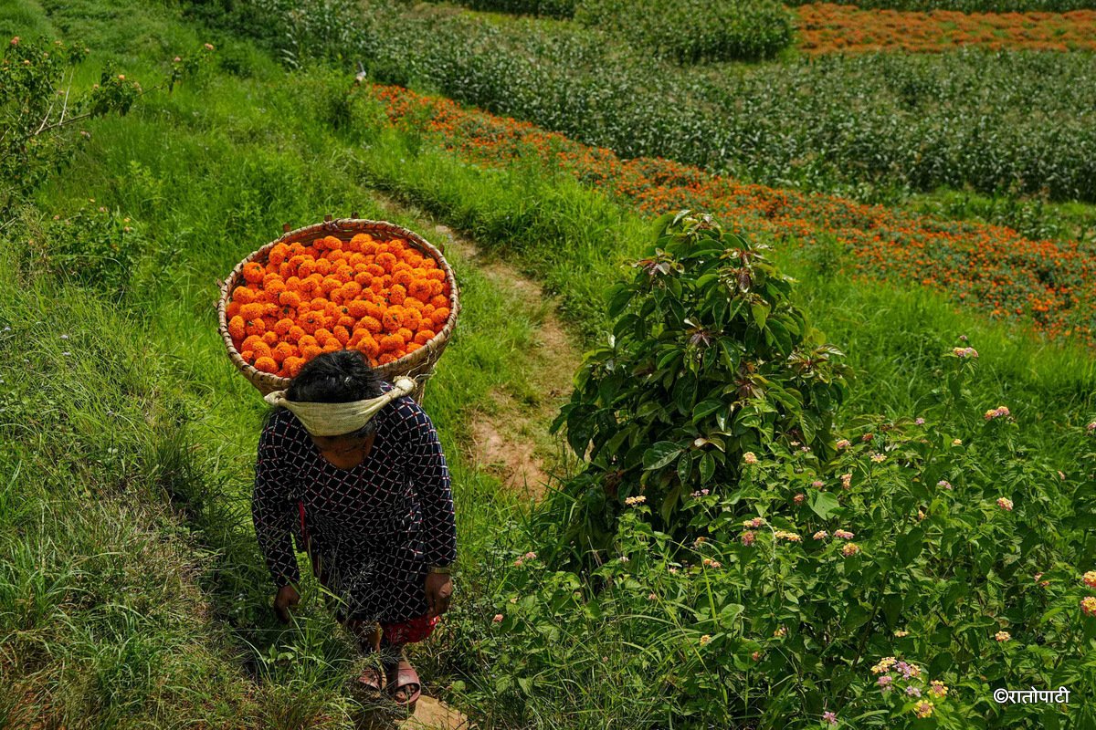04-Marigold Flower_Dhunibeshi_Dhading_-1520