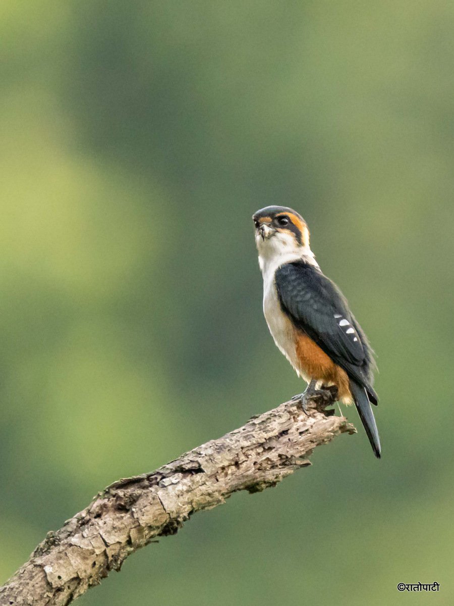 04-Wild Life_Hetauda_-966