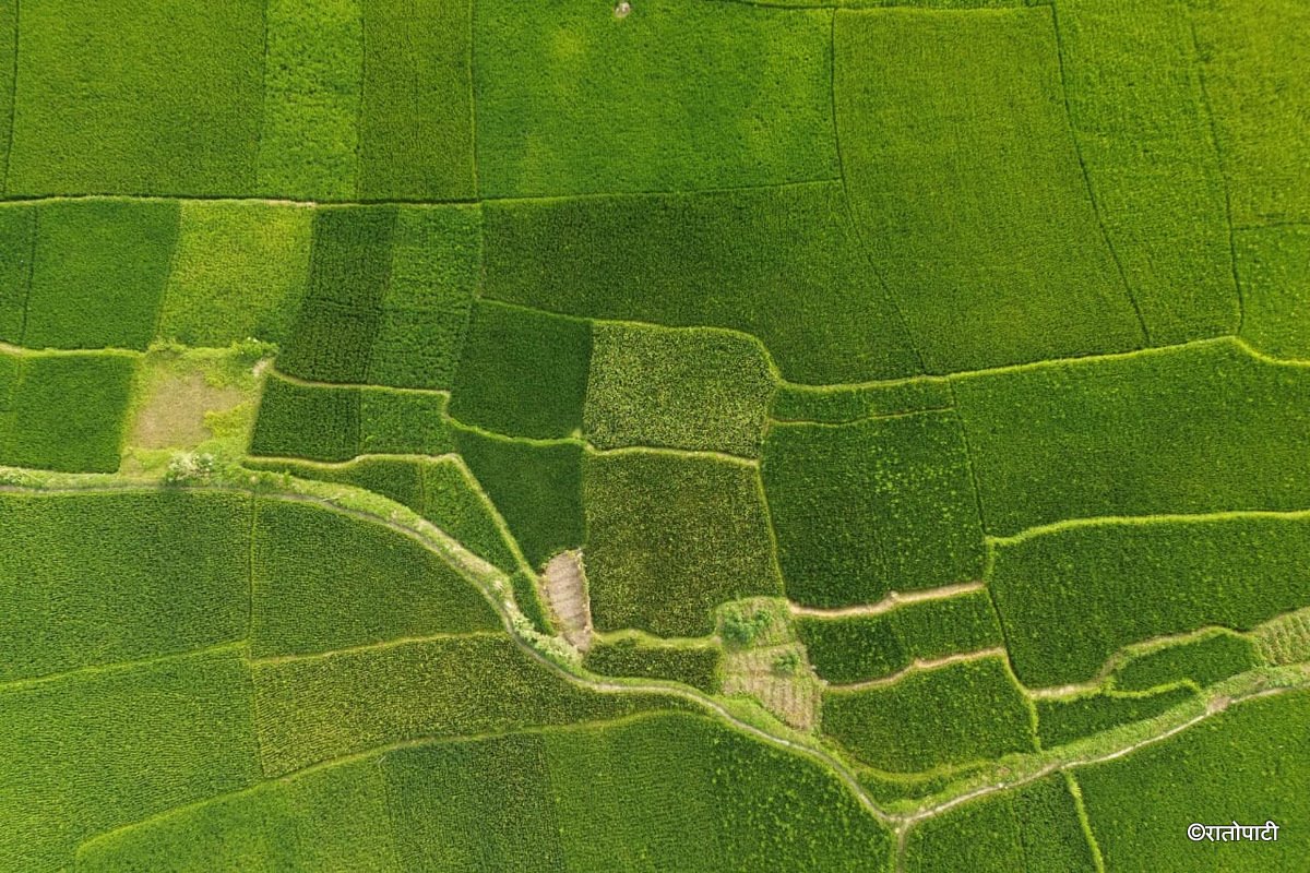 05-Dhan Khet Lalitpur_NPL (3)