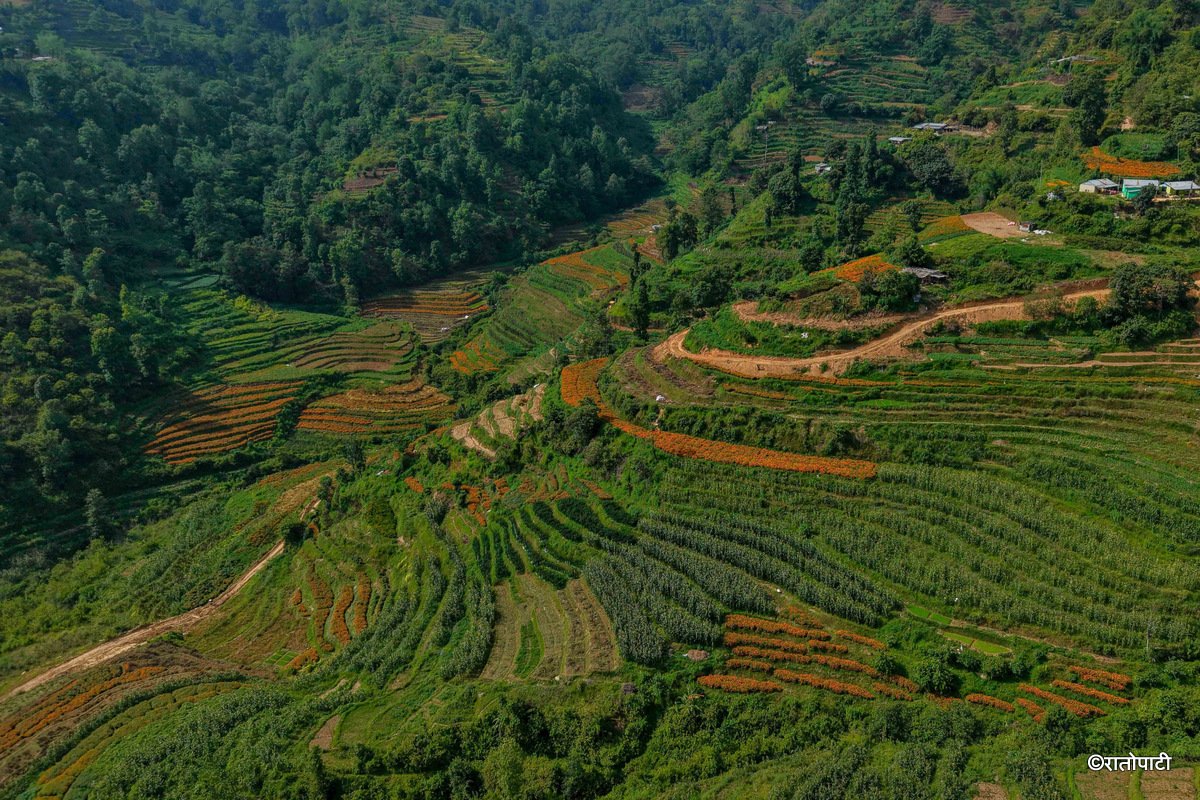 05-Marigold Flower_Dhunibeshi_Dhading_-1515
