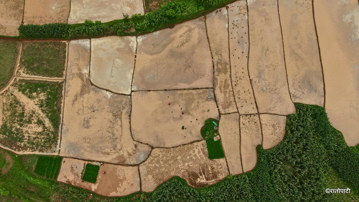05-Nuwakot Dhading Gagate_Rice field_NPL14