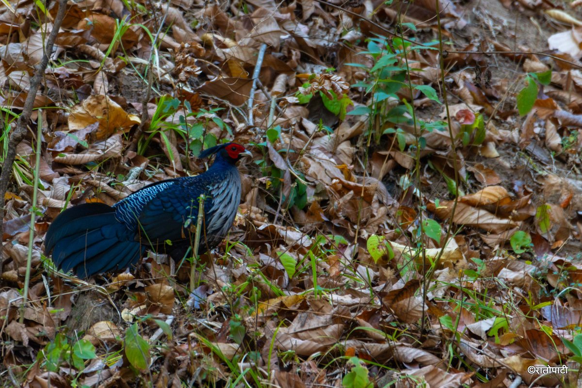 05-Wild Life_Hetauda_-959