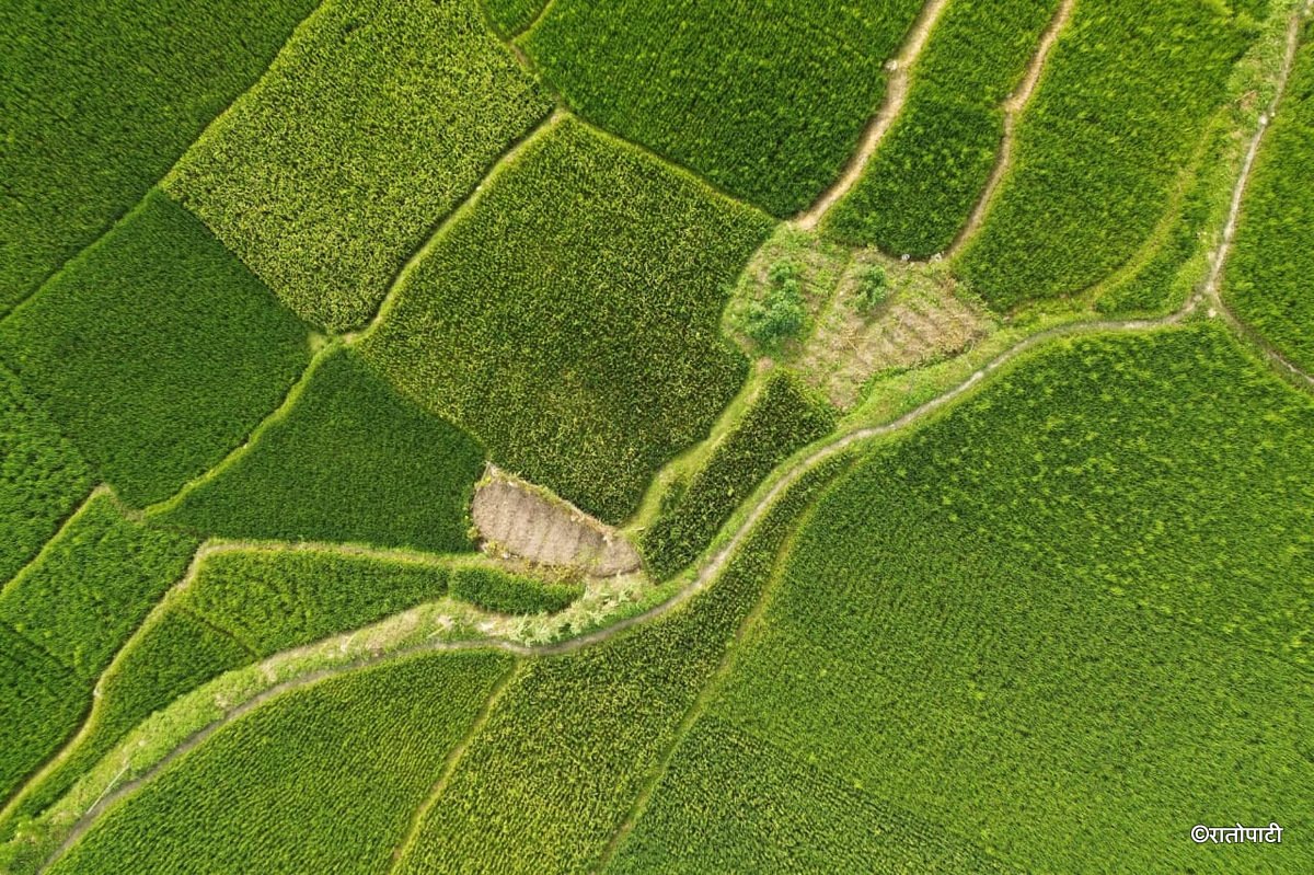 06-Dhan Khet Lalitpur_NPL (6)
