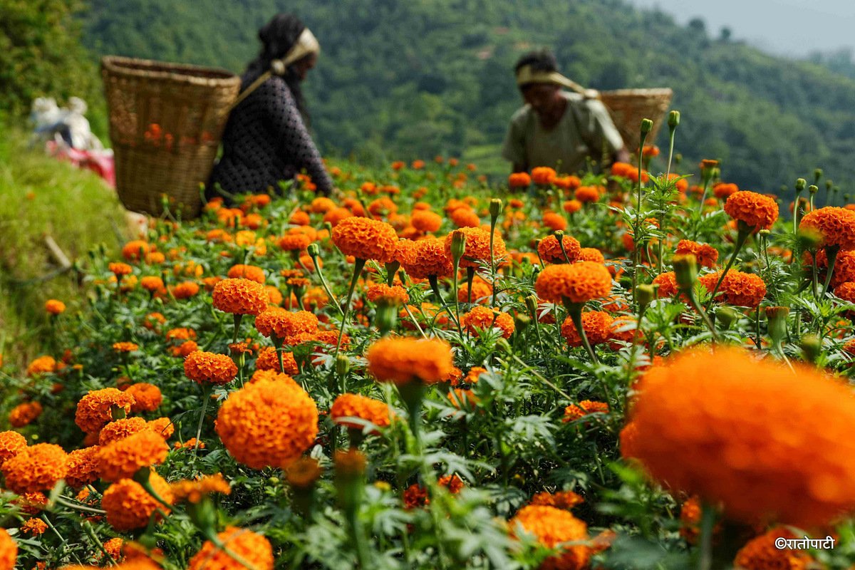06-Marigold Flower_Dhunibeshi_Dhading_-1504