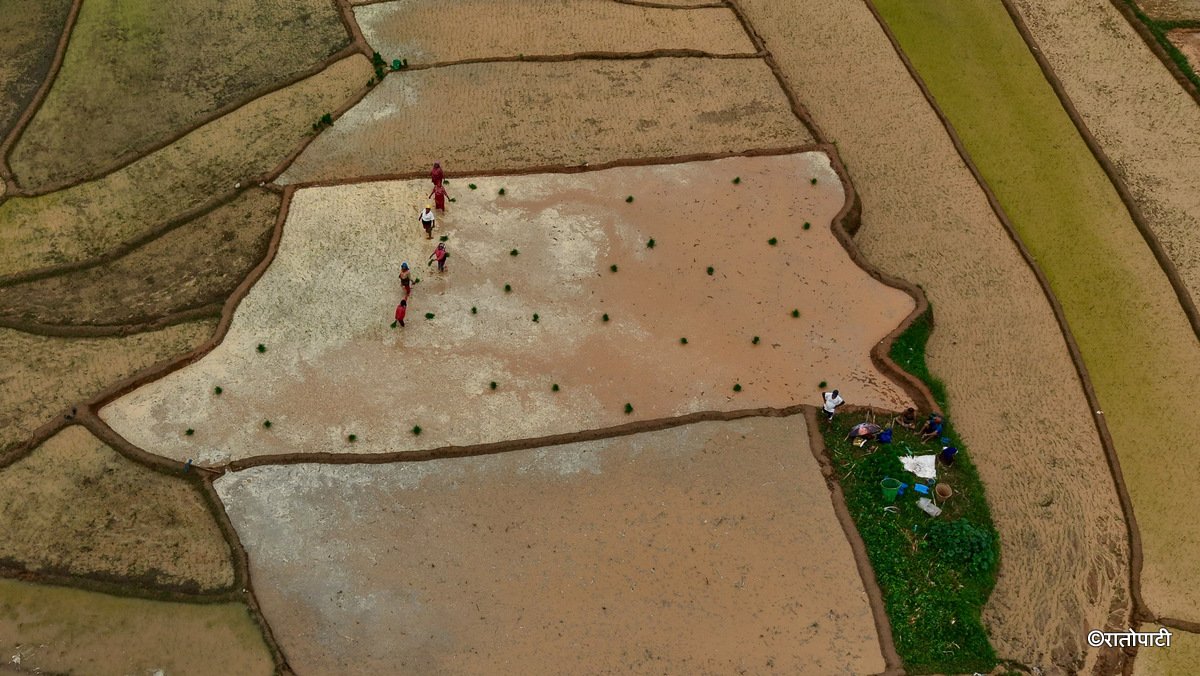 06-Nuwakot Dhading Gagate_Rice field_NPL1