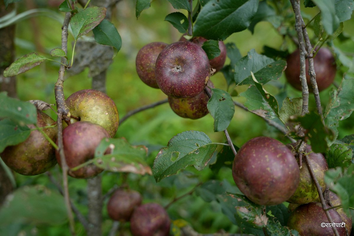 06-Syau Farm_DSC08459
