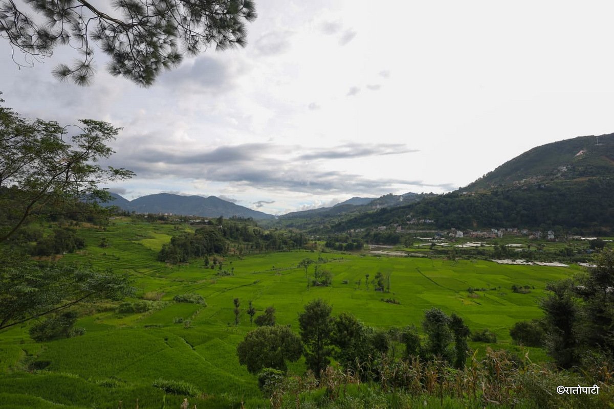 07-Dhan Khet Lalitpur_NPL (7)