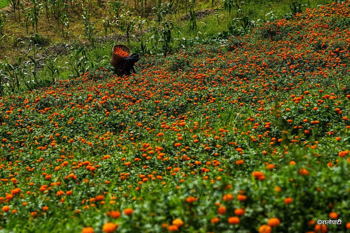 07-Marigold Flower_Dhunibeshi_Dhading_-1523