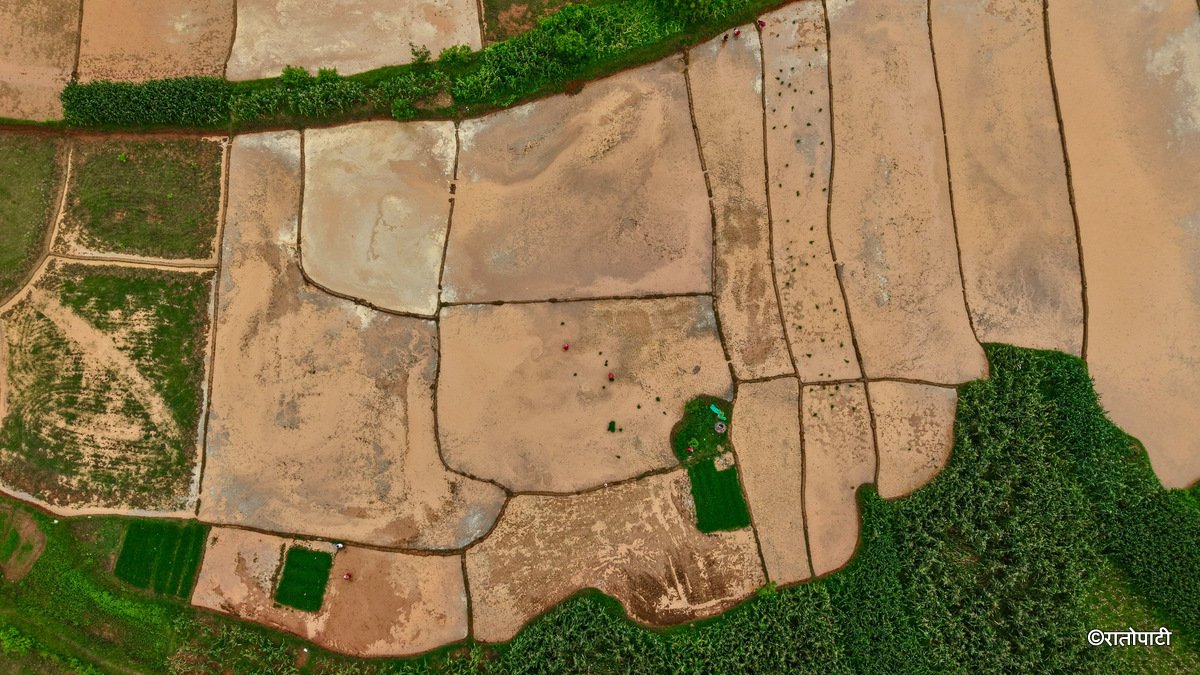 07-Nuwakot Dhading Gagate_Rice field_NPL2
