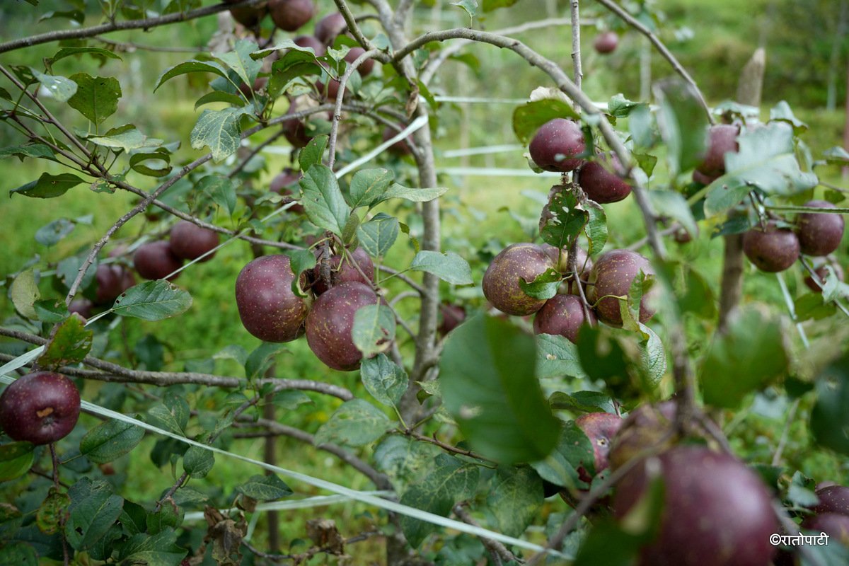 07-Syau Farm_DSC08469