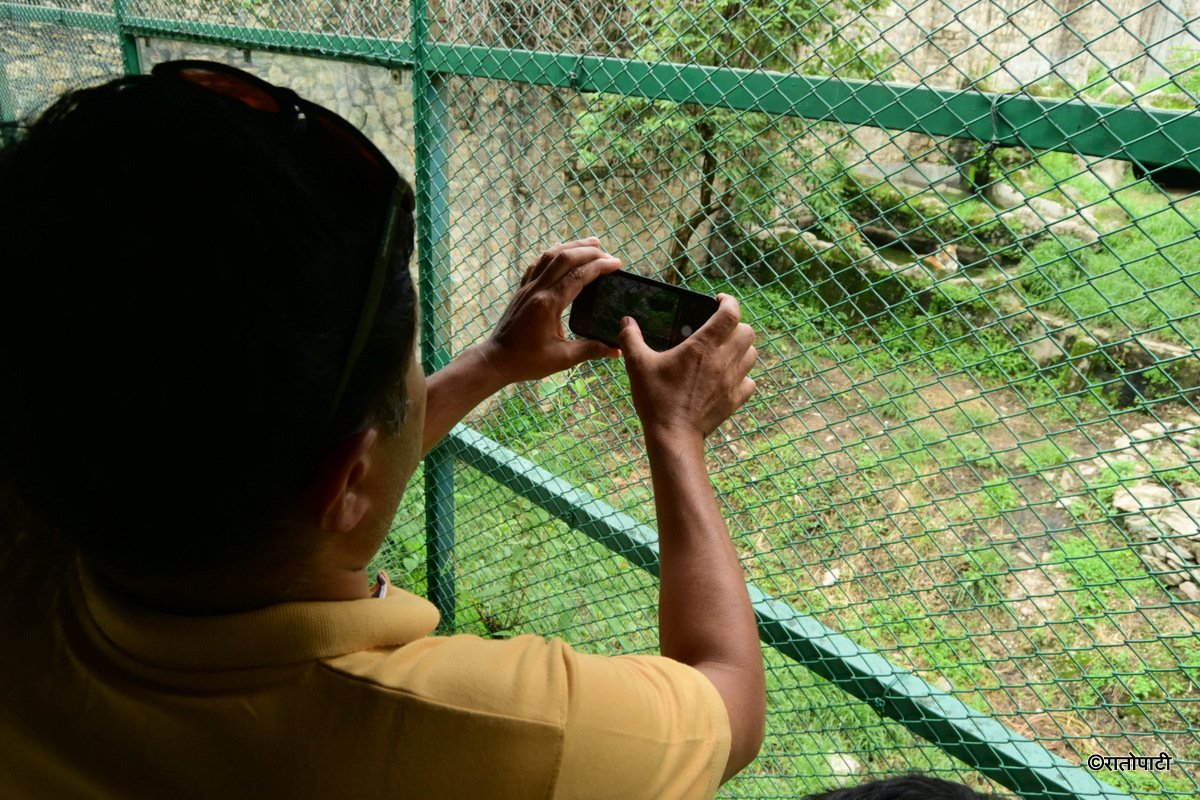 07-Tigers at Zoo (10)