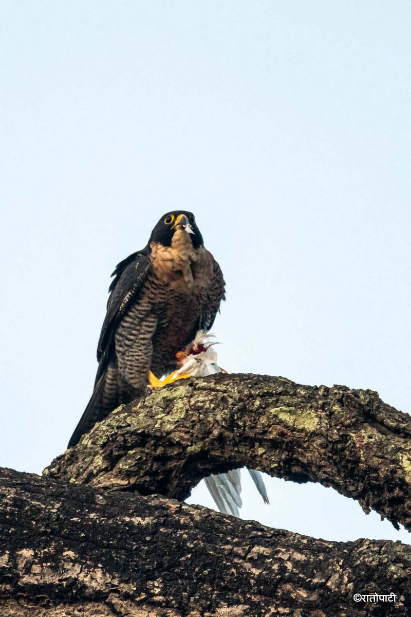 07-Wild Life_Hetauda_-960