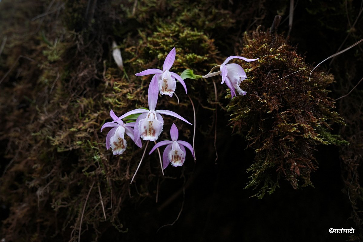 08-Ghopteghyang to Thorepati_Hiking_NPL PCT_ (15)
