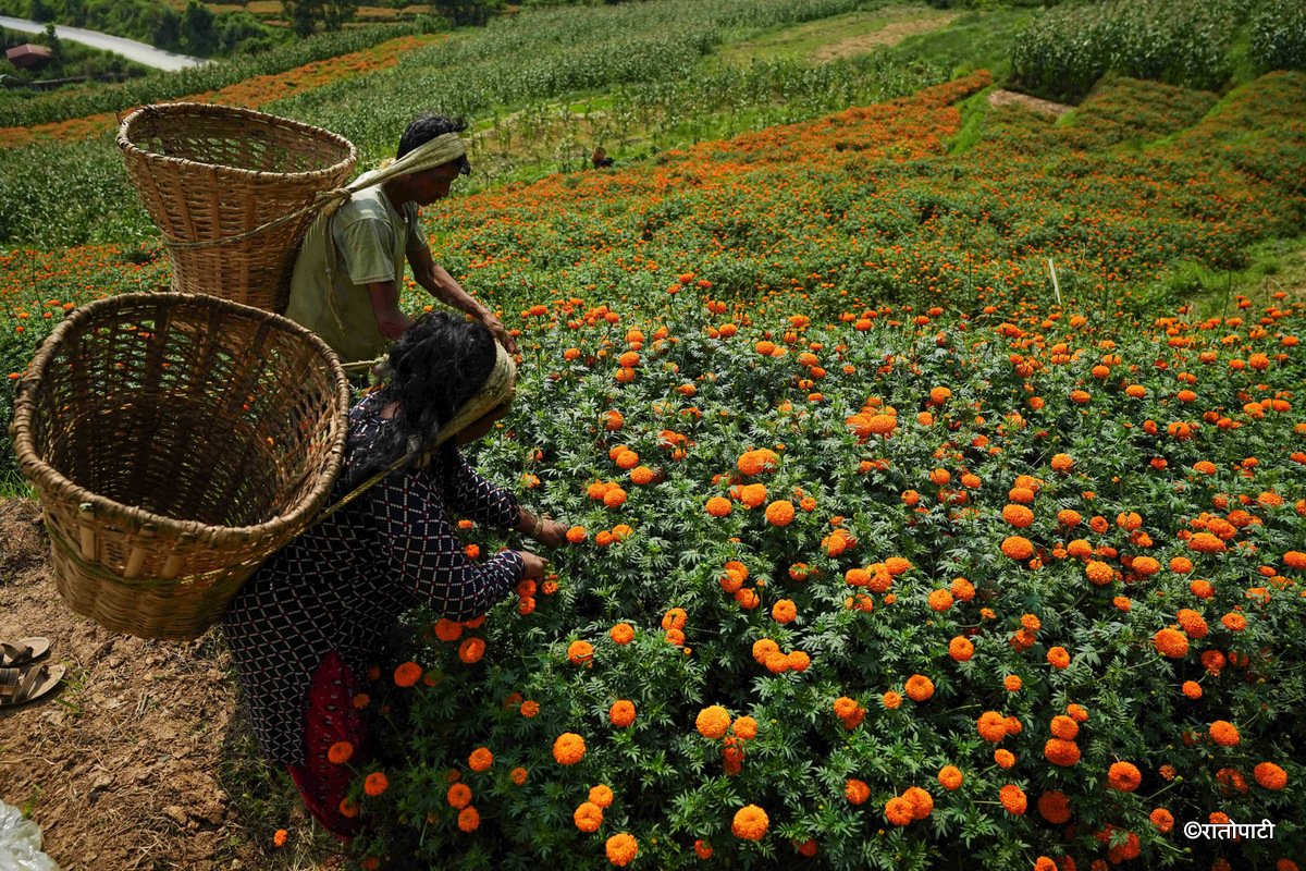 08-Marigold Flower_Dhunibeshi_Dhading_-1513