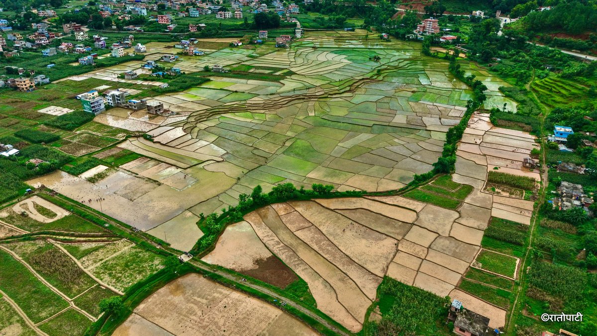 08-Nuwakot Dhading Gagate_Rice field_NPL3