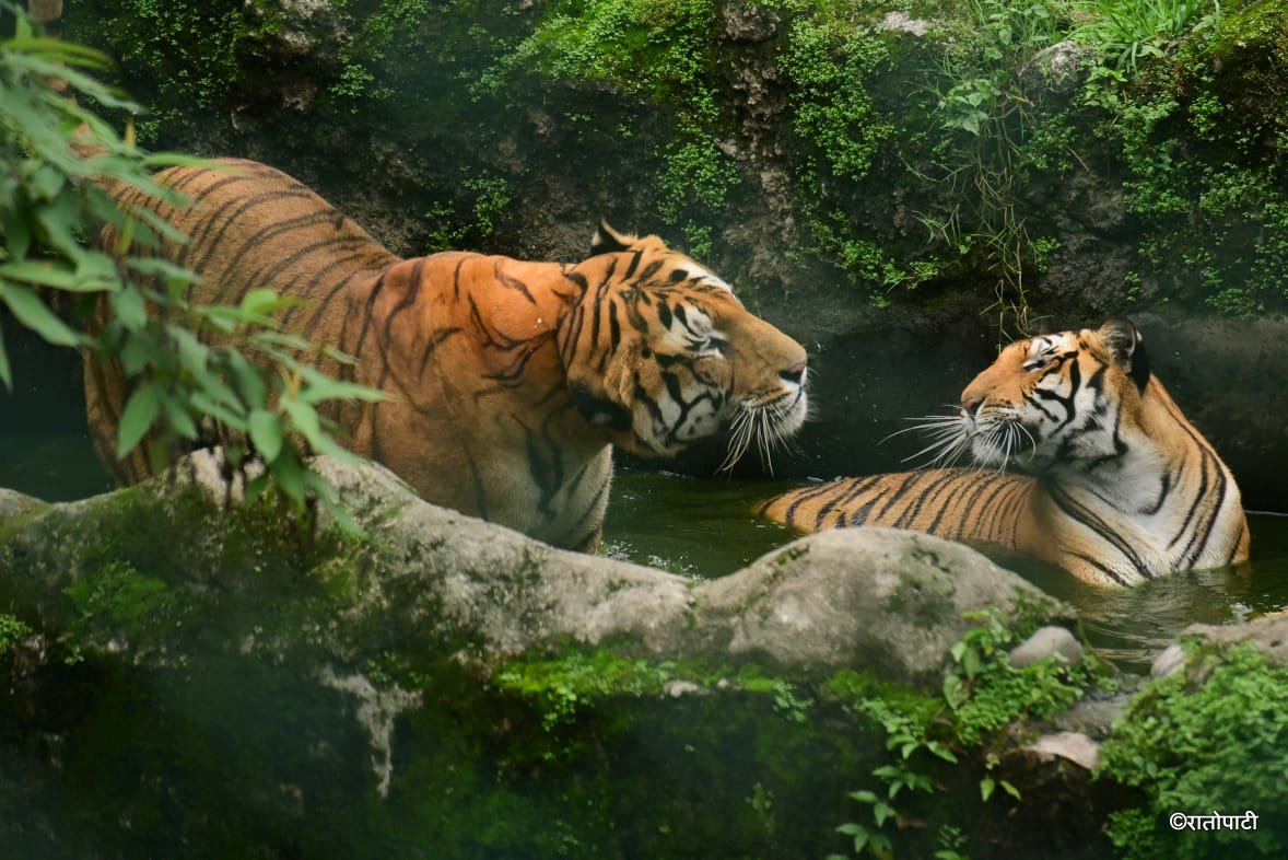 08-Tigers at Zoo (12)