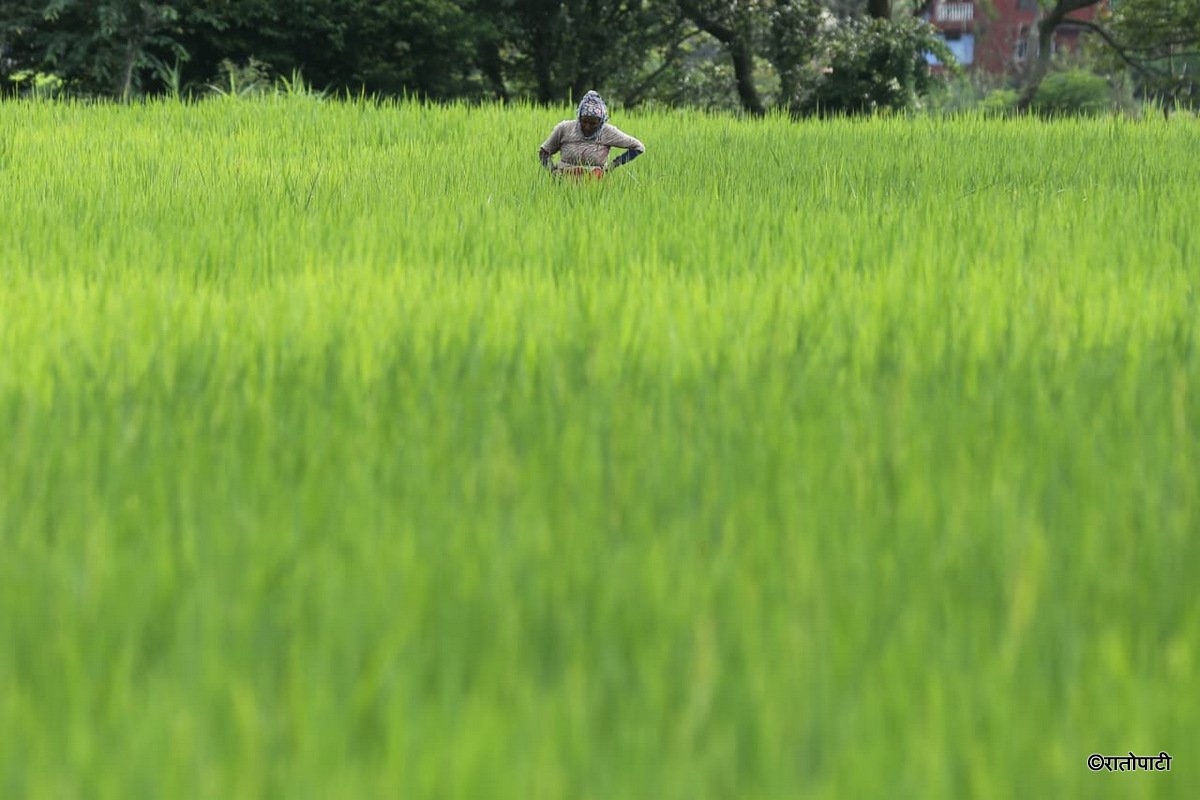 09-Dhan Khet Lalitpur_NPL (9)