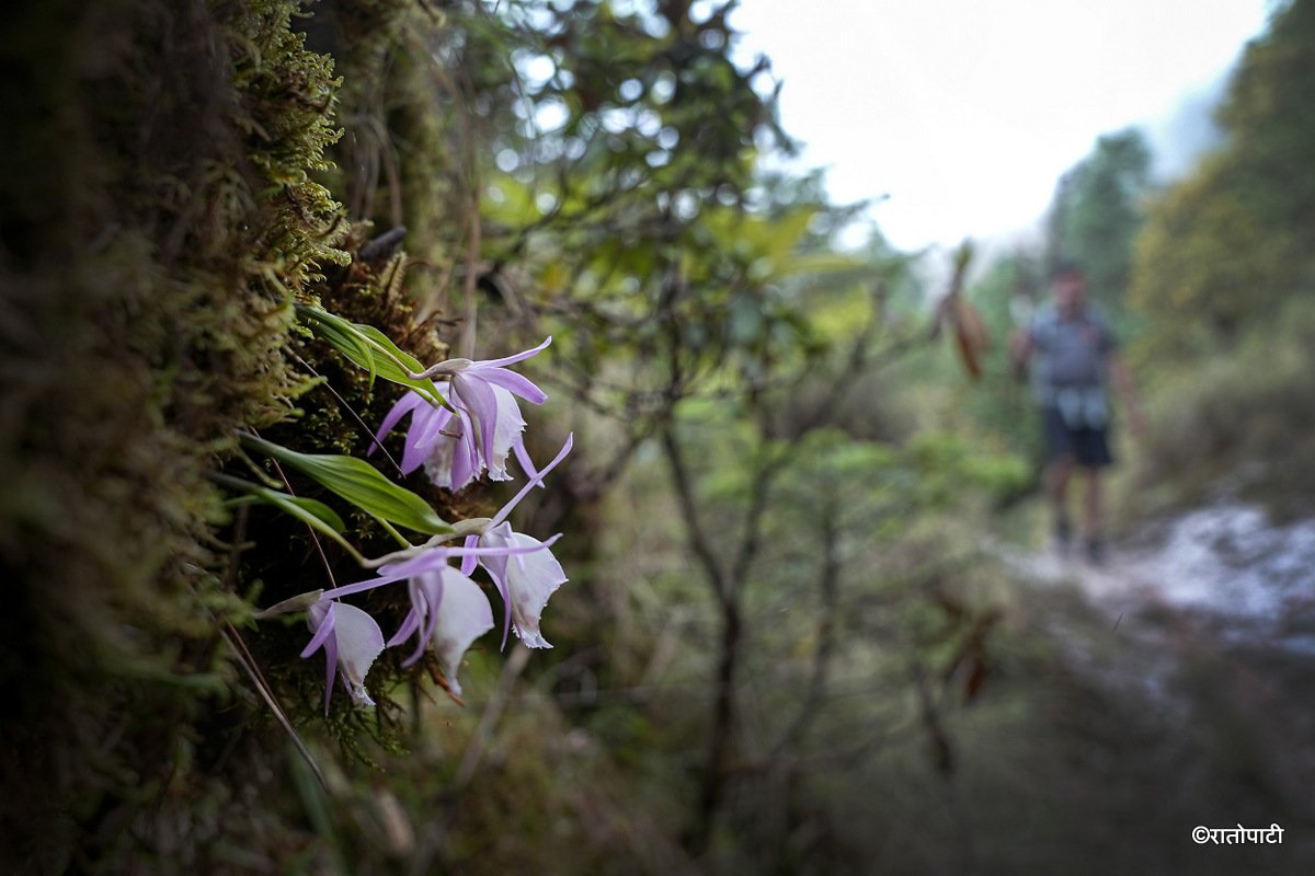 09-Ghopteghyang to Thorepati_Hiking_NPL PCT_ (16) (1)
