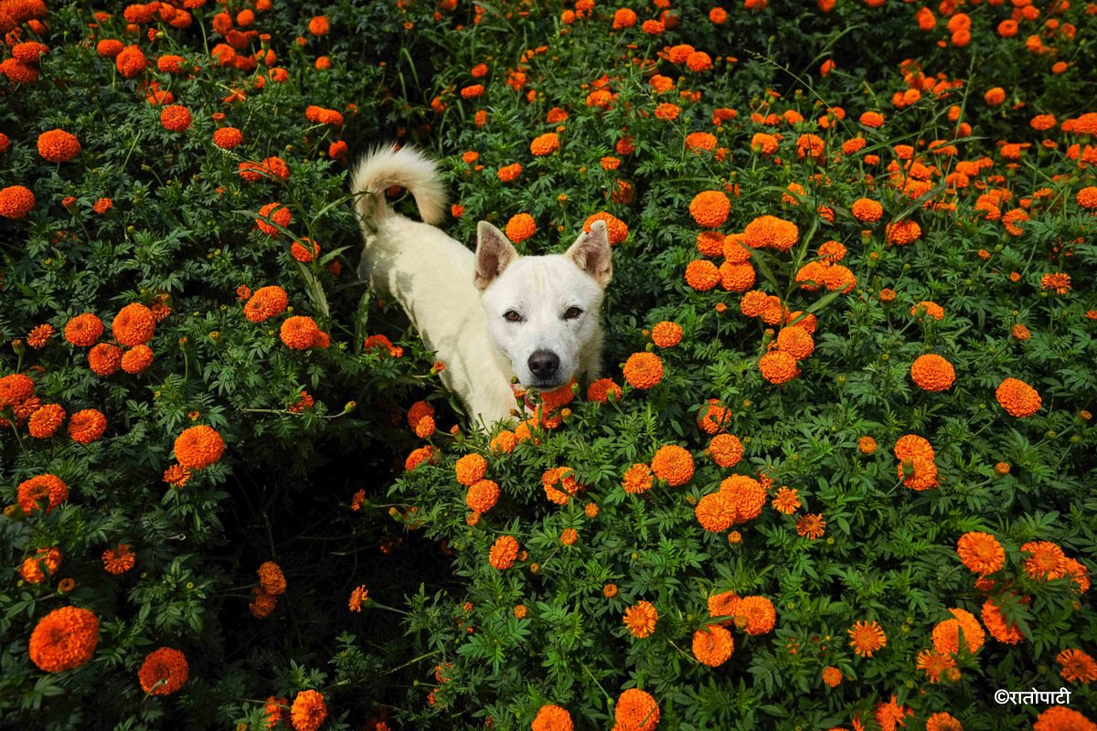 09-Marigold Flower_Dhunibeshi_Dhading_-1516