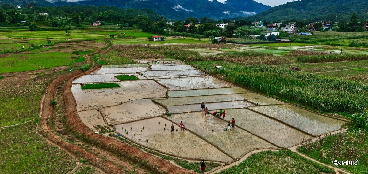 Farmers Busy With Paddy Plantation in Nuwakot and Dhading