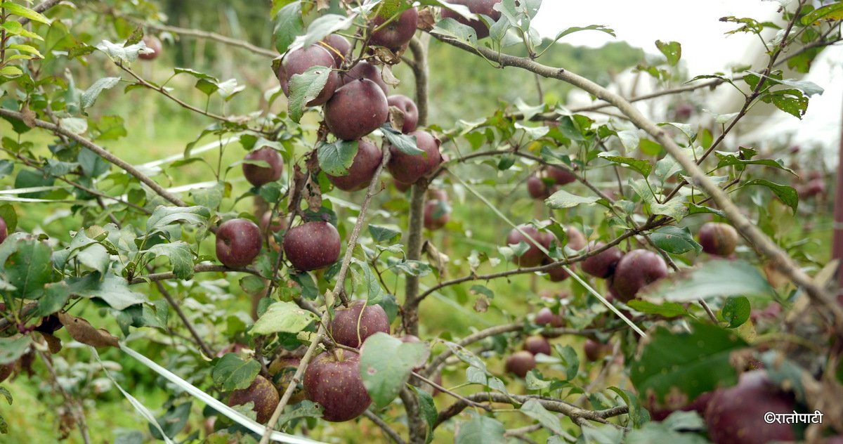 09-Syau Farm_DSC08479