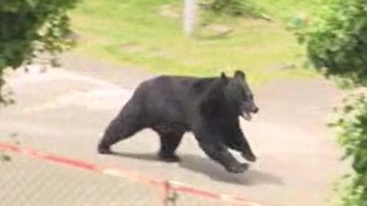 Bear Escapes Fukushima Factory After Attacking Four