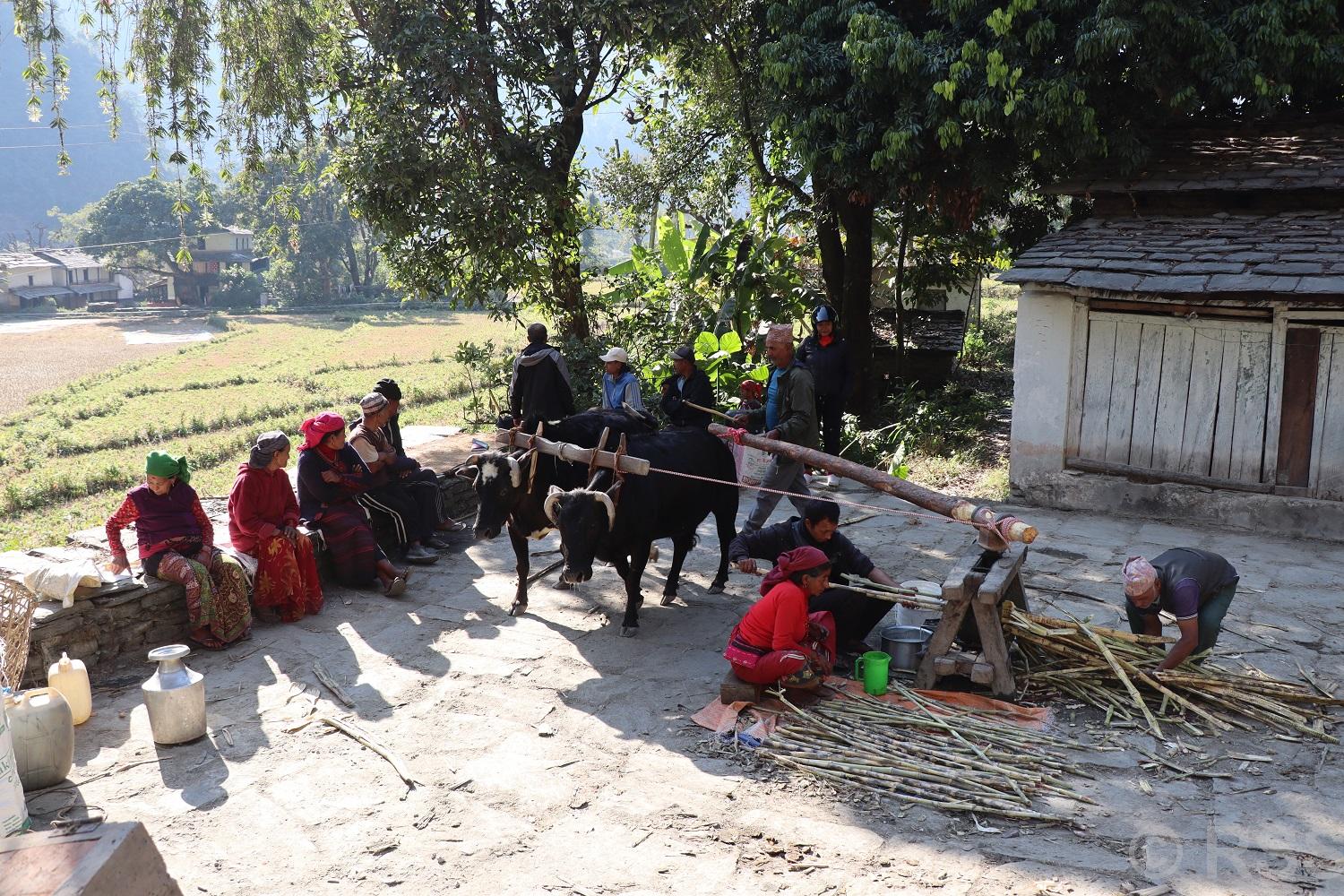   निरन्तर चल्दै छ कोलमा उखु पेल्ने चलन