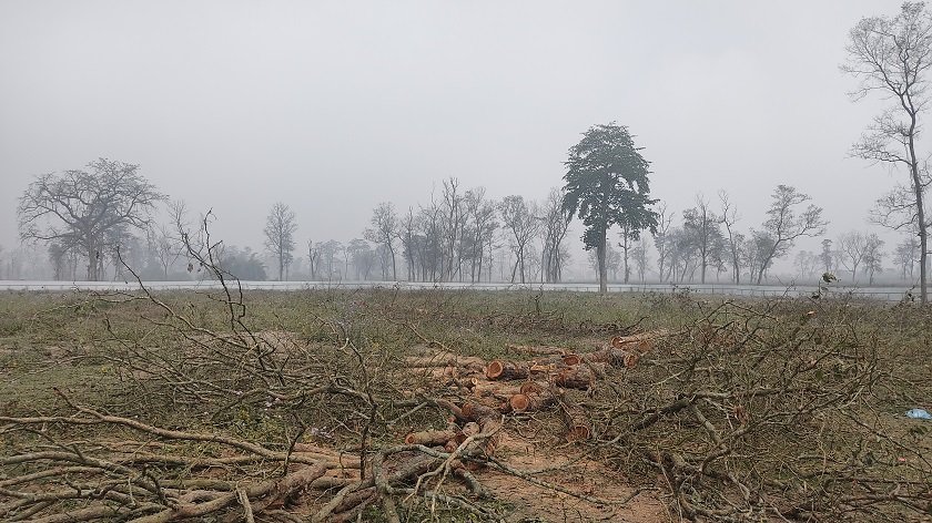 नवलपुरको सदरमुकाम निर्माण स्थलका रुख काटियो