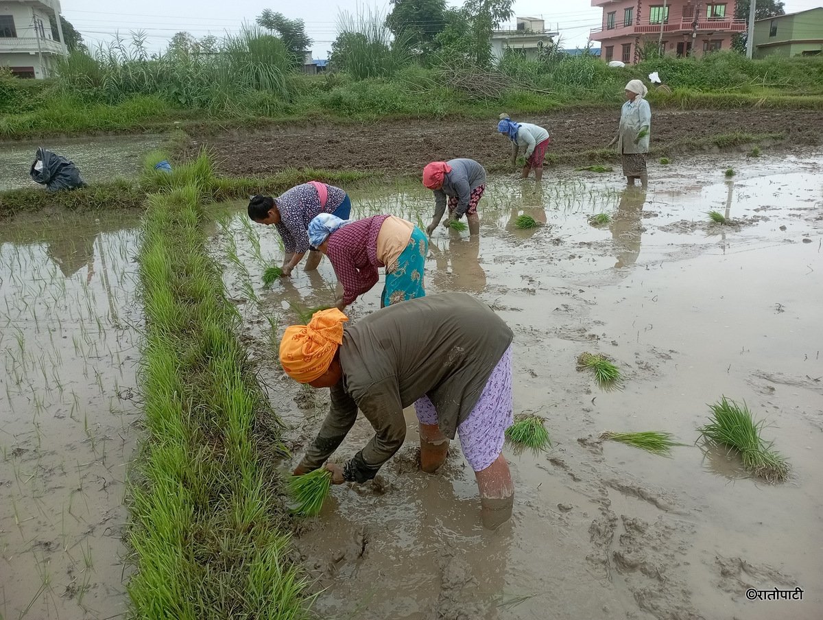   लुम्बिनीमा ७२ हजार ५२० हेक्टरमा धान रोपाइँ, किसानलाई जहिल्यै मलको समस्या