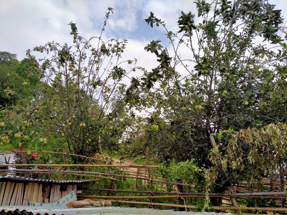 स्याङ्जाको चराङमा स्याउ उत्पादन