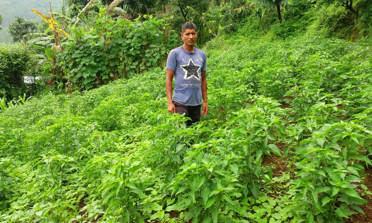  तरकारी र दूध बेचेर मासिक एक लाख आम्दानी