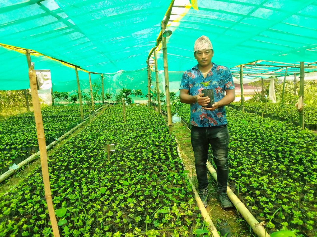   एउटै फार्मबाट एकै सिजनमा नौ हजार कफीका बिरुवा बिक्री