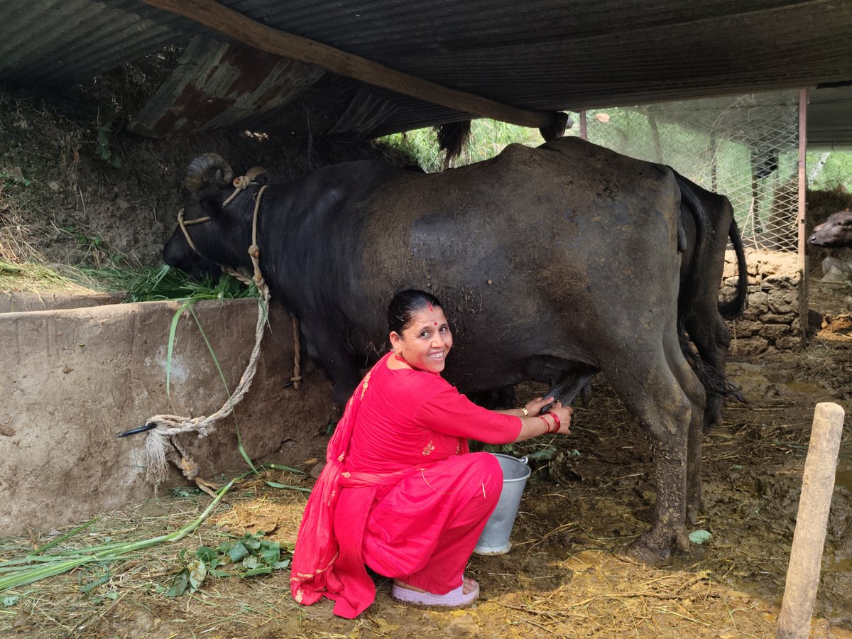 ‘दूधमा प्रोत्साहन अनुदान’ कार्यक्रमबाट कर्णालीका किसान लाभान्वित