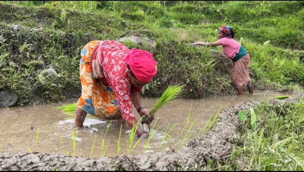 पर्वतमा जेठदेखि नै धान र कोदो रोपाइँ