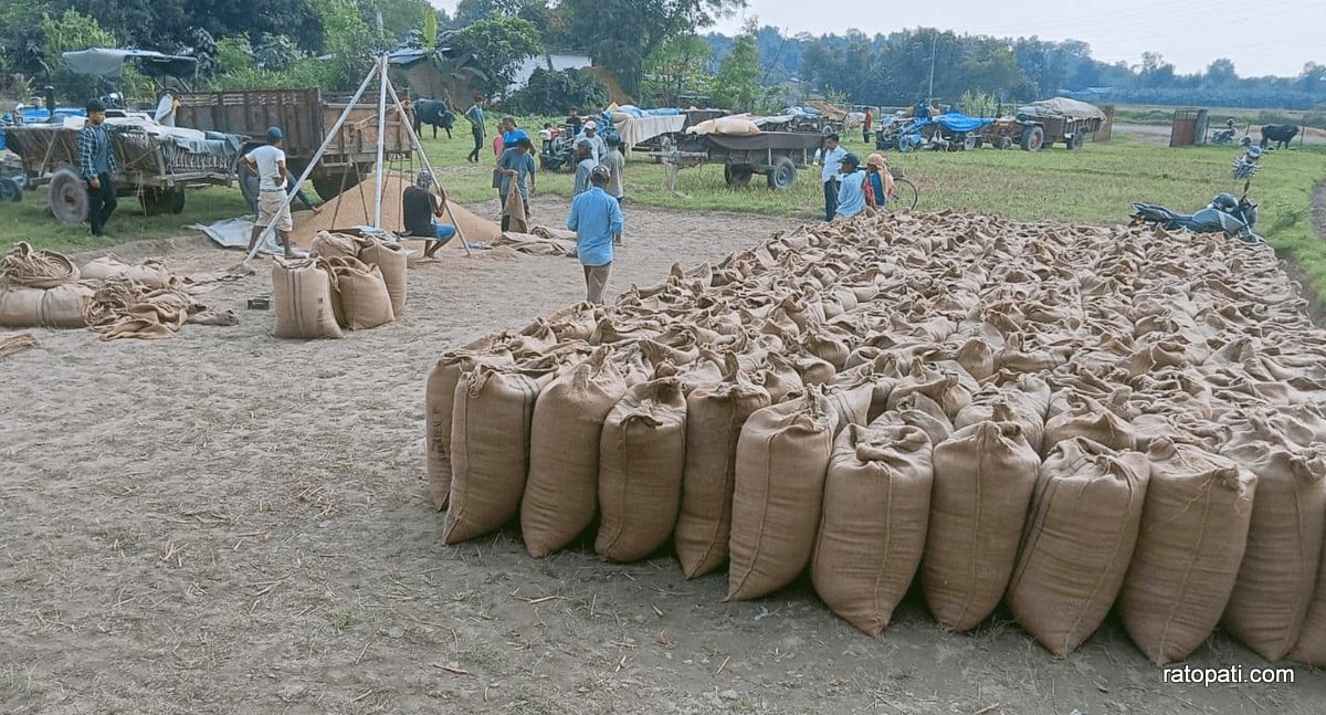 लक्ष्यअनुसार धान किन्न खाद्य कम्पनी असफल