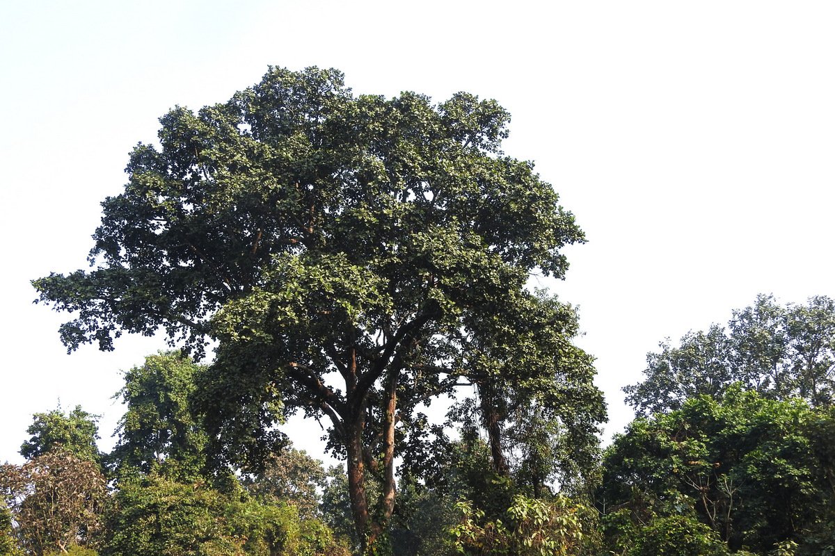 जलथलमा मासिँदै दुर्लभ जीव र वनस्पतिहरू